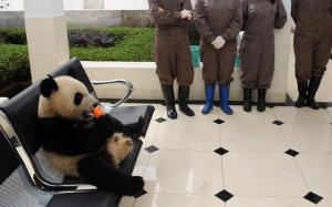 giant panda in bifengxia panda base